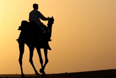 Camel Rides